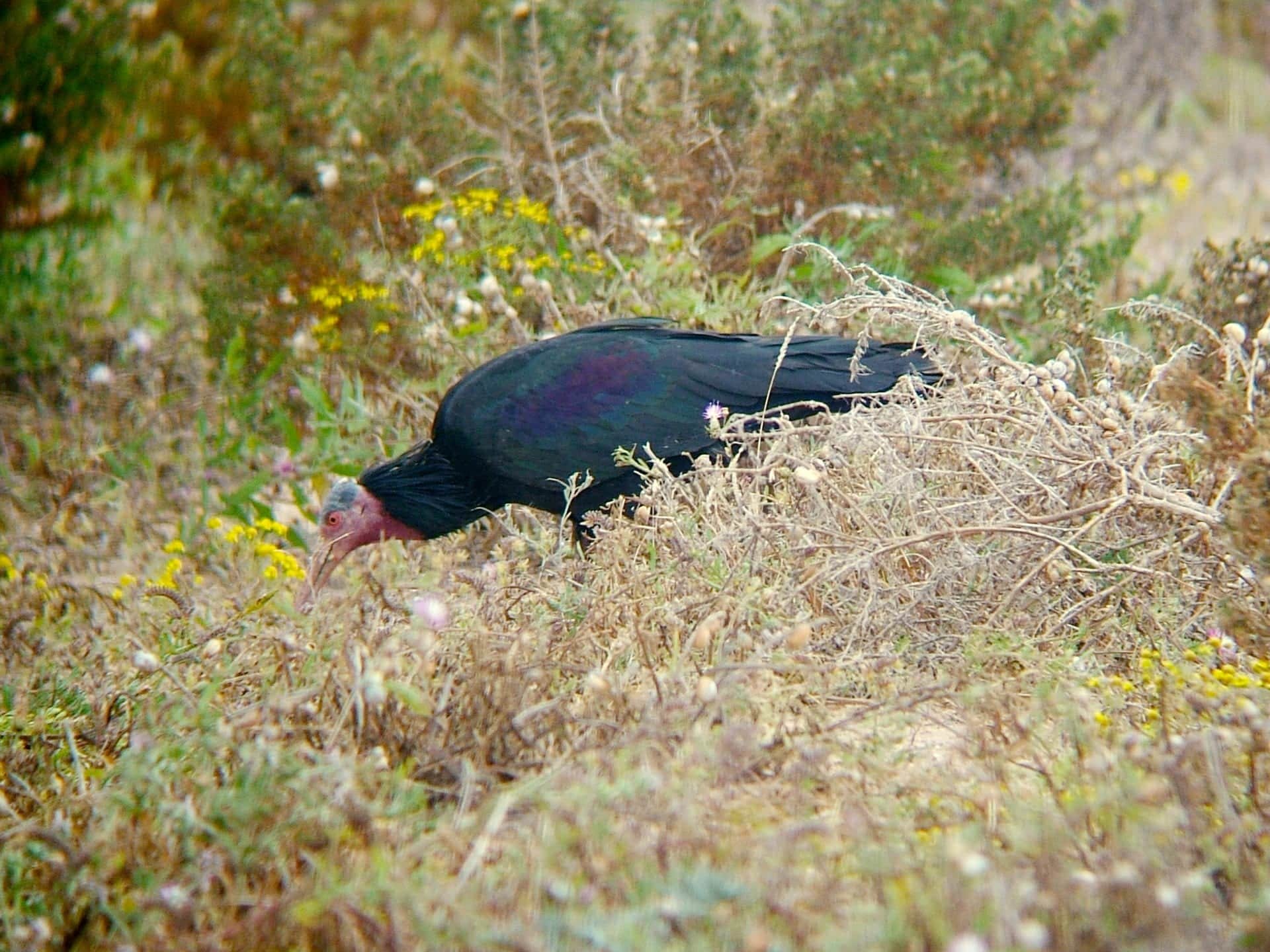 The Bald Ibis Quest